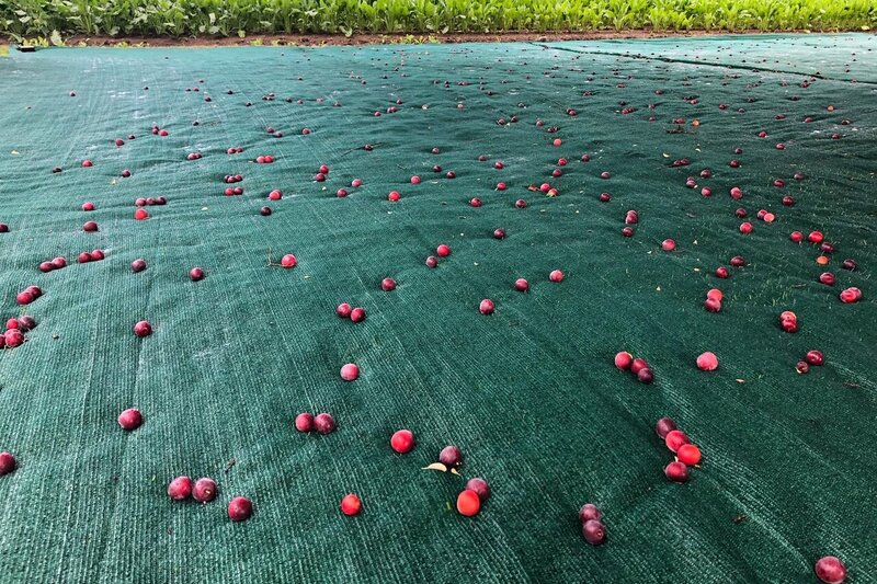 Agroflor Agrarwirtschaft Erntenetz Von Agroflor Sorgt F r Eine 